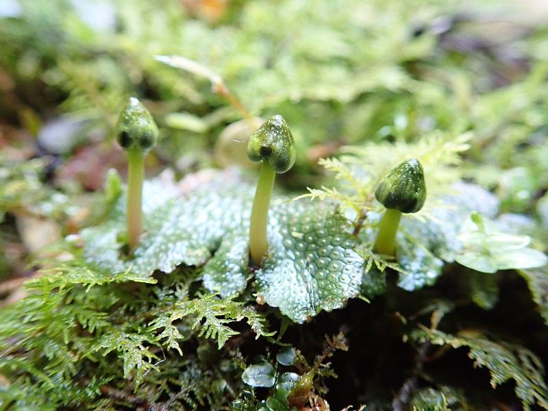 2025年　苔むす会セミナー