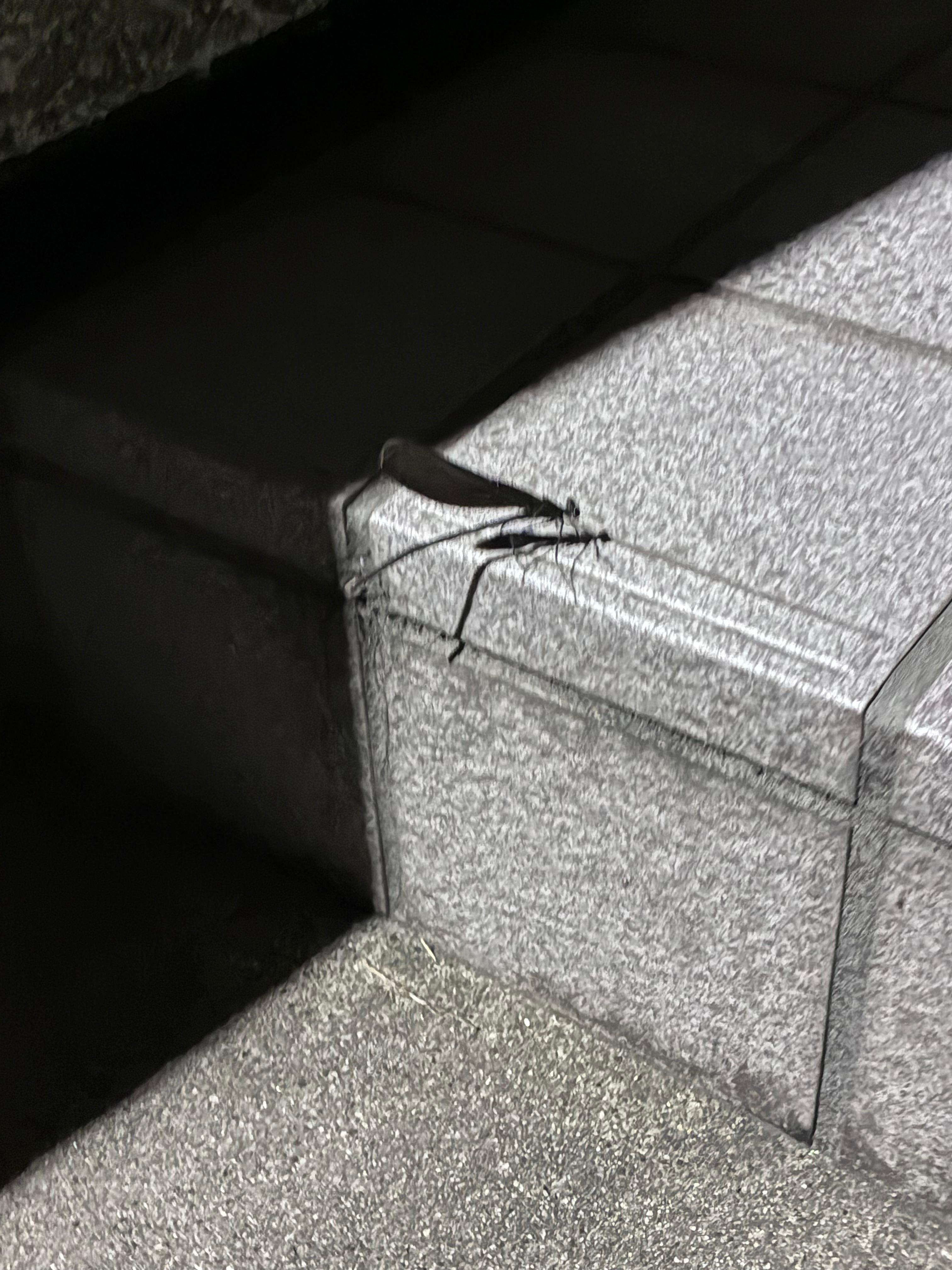 ハグロトンボ